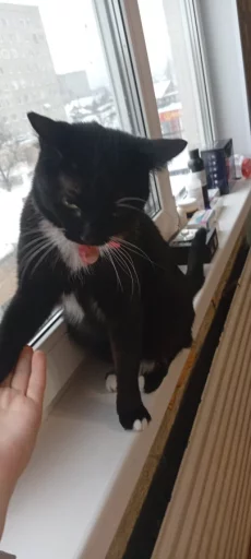 Отдам в хорошие, любящую семью двух кошечек