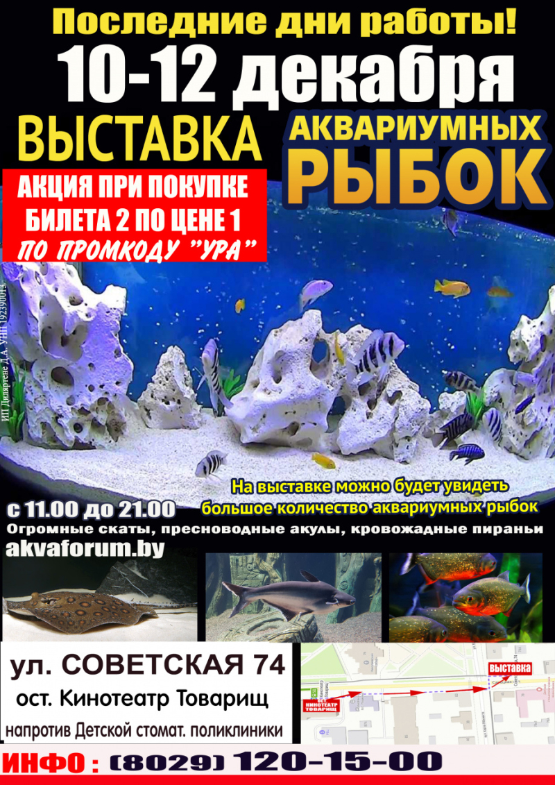 Последние дни работы Выставки аквариумных рыбок в Бобруйске  — только 10-12 декабря,  акция «2 по цене 1»