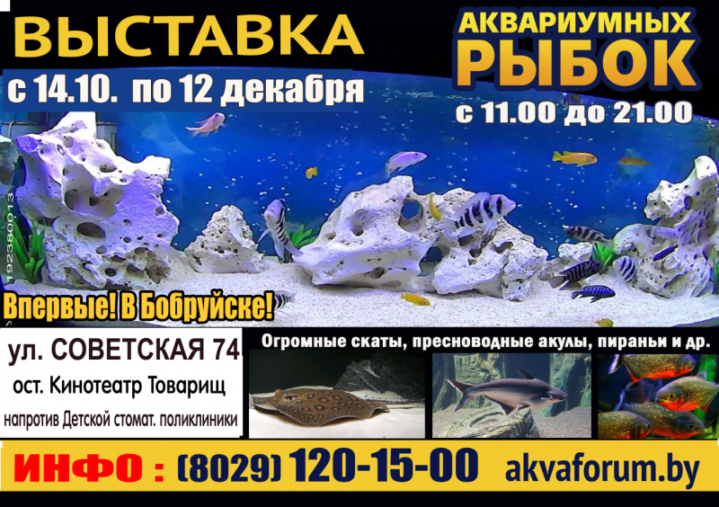 Не пропустите, впервые в Бобруйске! Выставка аквариумных рыбок «Аквафорум»