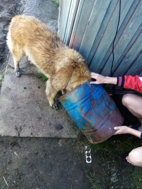 В Бобруйском районе пёс засунул голову в отверстие в бочке и застрял - помогли спасатели
