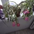 Растения комнатные и паростки