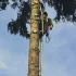 Спилить дерево