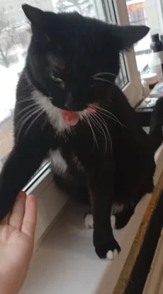 Отдам в хорошие, любящую семью двух кошечек