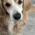 Пропала собака