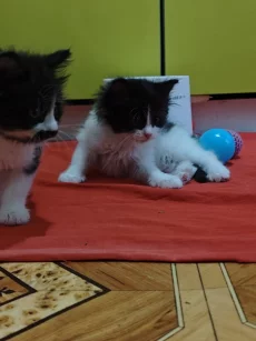 Красивые Котята